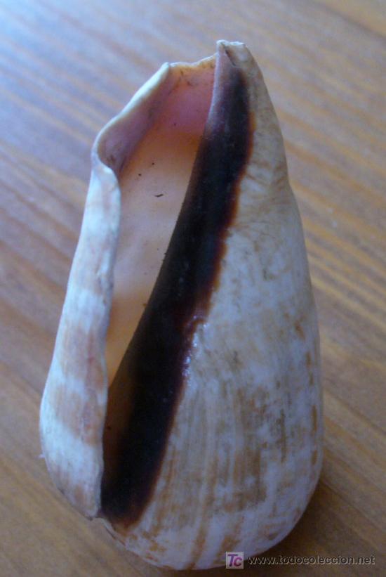 Coleccionismo de f&oacute;siles: fosil-conus - Foto 1