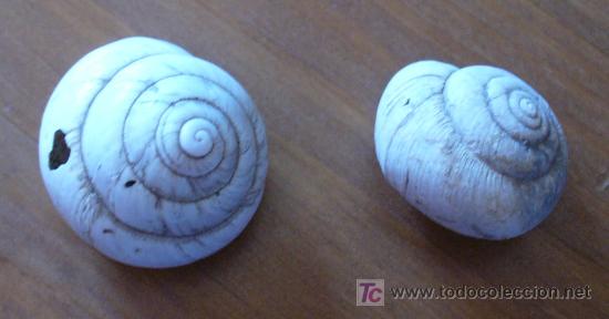 Coleccionismo de f&oacute;siles: FOSIL-HELIX - Foto 1