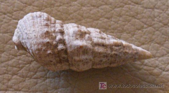 Coleccionismo de f&oacute;siles: fosil gasteropodo - Foto 1