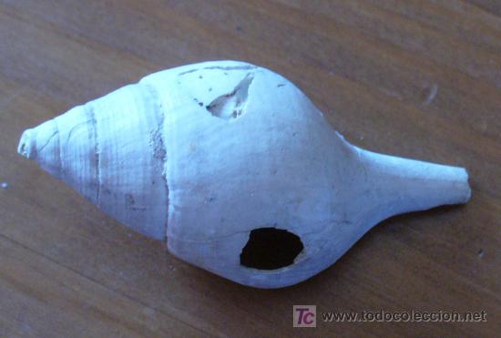 Coleccionismo de f&oacute;siles: fosil gasteropodo - Foto 1