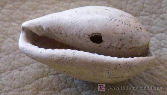 Coleccionismo de f&oacute;siles: FOSIL GASTEROPODO - Foto 1