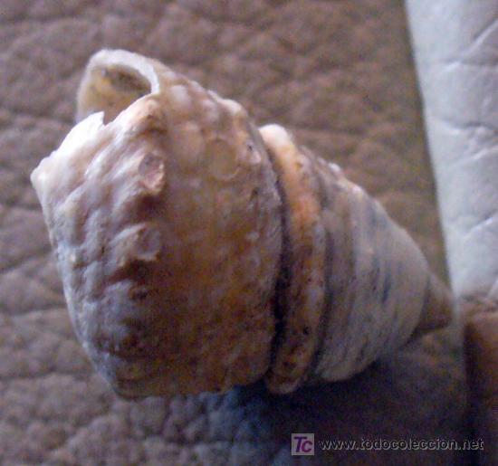 Coleccionismo de f&oacute;siles: FOSIL GASTEROPODO - Foto 1
