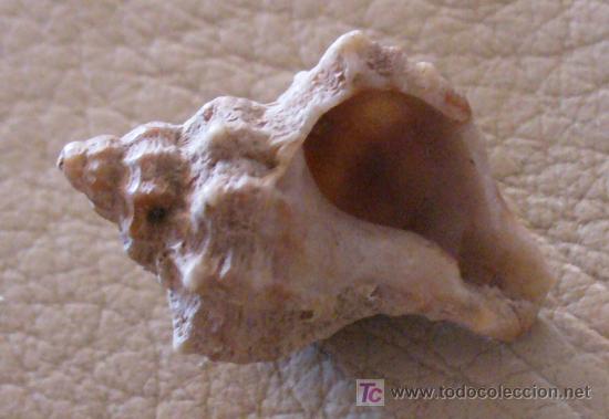 Coleccionismo de f&oacute;siles: fosil gasteropodo - Foto 1