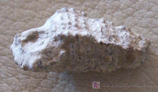 Coleccionismo de f&oacute;siles: fosil gasteropodo - Foto 1