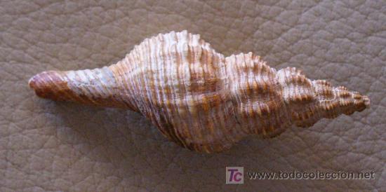 Coleccionismo de f&oacute;siles: fosil gasteropodo - Foto 1