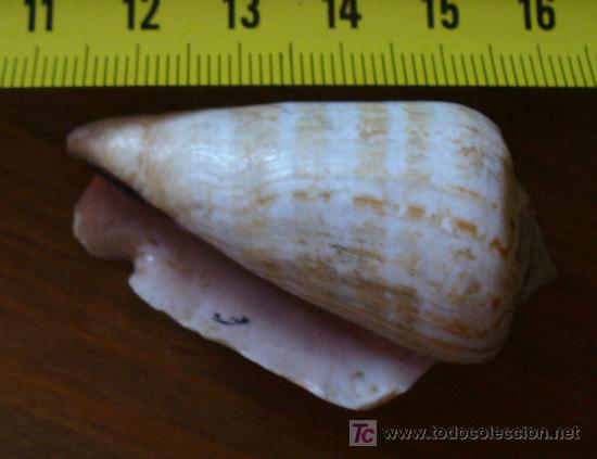 Coleccionismo de f&oacute;siles: fosil-conus - Foto 3