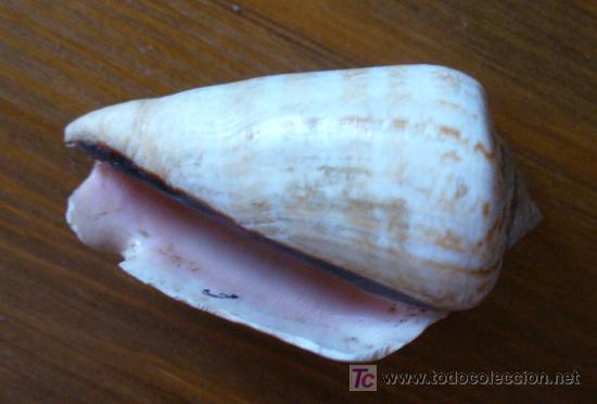 Coleccionismo de f&oacute;siles: fosil-conus - Foto 4