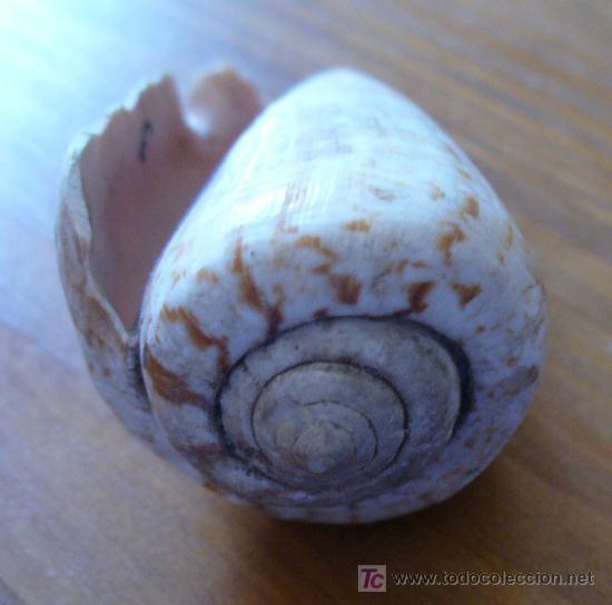 Coleccionismo de f&oacute;siles: fosil-conus - Foto 2