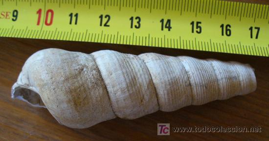 Coleccionismo de f&oacute;siles: fosil gasteropodo - Foto 3