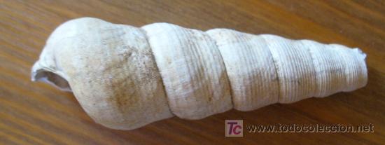 Coleccionismo de f&oacute;siles: fosil gasteropodo - Foto 2