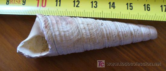 Coleccionismo de f&oacute;siles: fosil gasteropodo - Foto 5