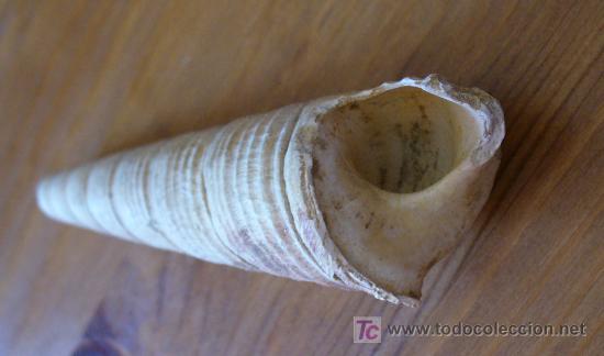 Coleccionismo de f&oacute;siles: fosil gasteropodo - Foto 3