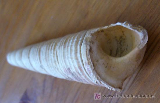 Coleccionismo de f&oacute;siles: fosil gasteropodo - Foto 4