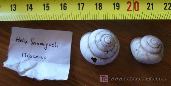 Coleccionismo de f&oacute;siles: FOSIL-HELIX - Foto 3