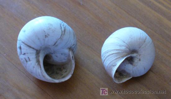 Coleccionismo de f&oacute;siles: FOSIL-HELIX - Foto 2