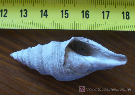 Coleccionismo de f&oacute;siles: fosil gasteropodo - Foto 3