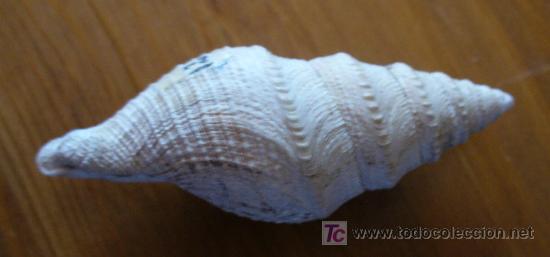 Coleccionismo de f&oacute;siles: fosil gasteropodo - Foto 2