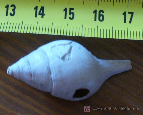 Coleccionismo de f&oacute;siles: fosil gasteropodo - Foto 3
