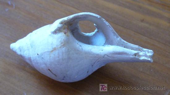 Coleccionismo de f&oacute;siles: fosil gasteropodo - Foto 2