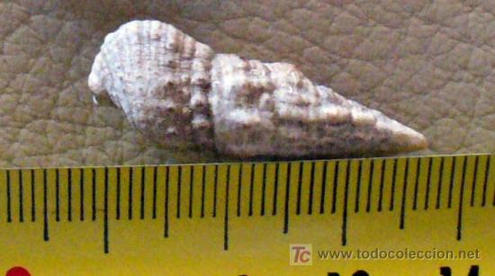 Coleccionismo de f&oacute;siles: fosil gasteropodo - Foto 3