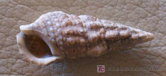 Coleccionismo de f&oacute;siles: fosil gasteropodo - Foto 2