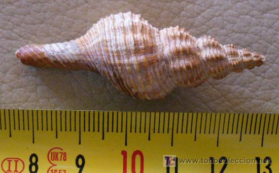 Coleccionismo de f&oacute;siles: fosil gasteropodo - Foto 3