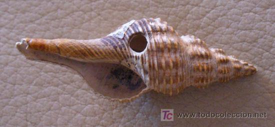 Coleccionismo de f&oacute;siles: fosil gasteropodo - Foto 2