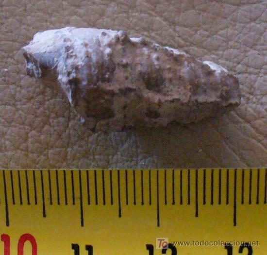 Coleccionismo de f&oacute;siles: fosil gasteropodo - Foto 3