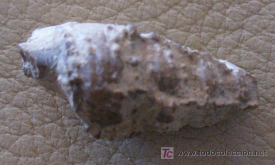 Coleccionismo de f&oacute;siles: fosil gasteropodo - Foto 2