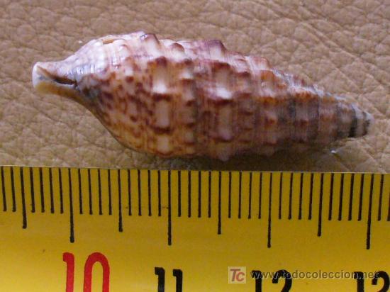 Coleccionismo de f&oacute;siles: fosil gasteropodo - Foto 3