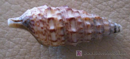 Coleccionismo de f&oacute;siles: fosil gasteropodo - Foto 2