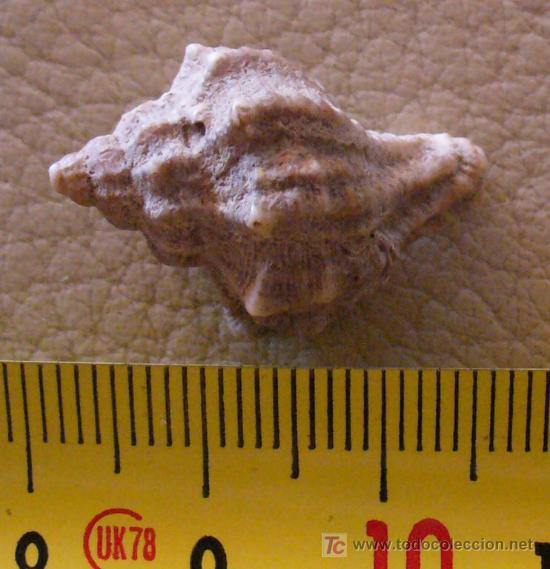 Coleccionismo de f&oacute;siles: fosil gasteropodo - Foto 3
