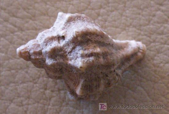 Coleccionismo de f&oacute;siles: fosil gasteropodo - Foto 2