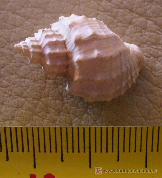 Coleccionismo de f&oacute;siles: fosil gasteropodo - Foto 2