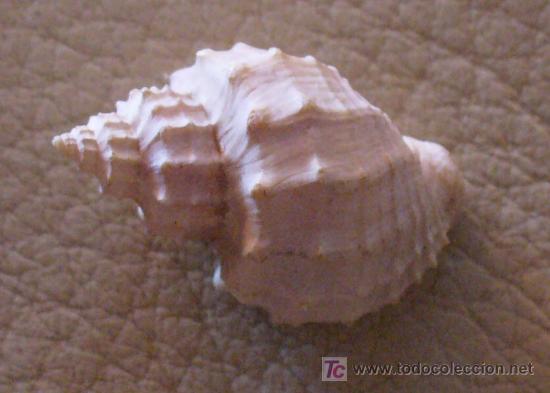 Coleccionismo de f&oacute;siles: fosil gasteropodo - Foto 3