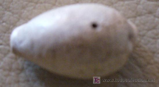 Coleccionismo de f&oacute;siles: FOSIL GASTEROPODO - Foto 3