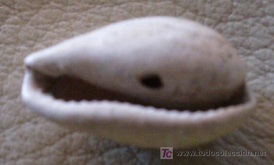 Coleccionismo de f&oacute;siles: FOSIL GASTEROPODO - Foto 2
