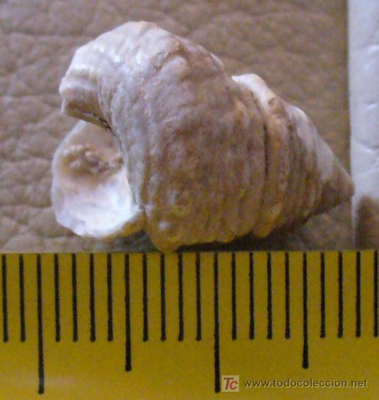 Coleccionismo de f&oacute;siles: FOSIL GASTEROPODO - Foto 3