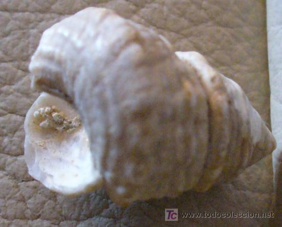 Coleccionismo de f&oacute;siles: FOSIL GASTEROPODO - Foto 2