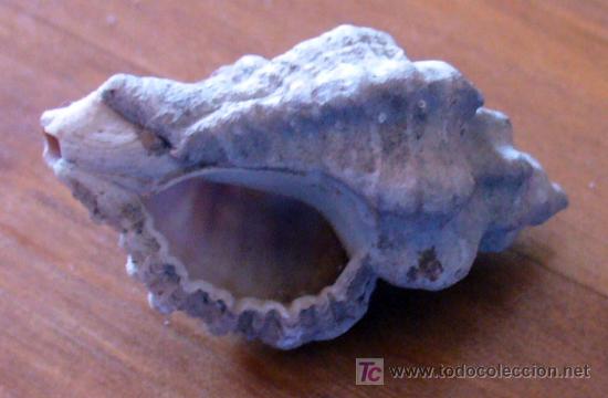 Coleccionismo de f&oacute;siles: fosil gasteropodo - Foto 1