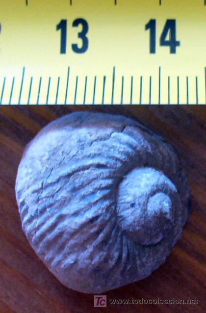 Coleccionismo de f&oacute;siles: fosil gasteropodo - Foto 3