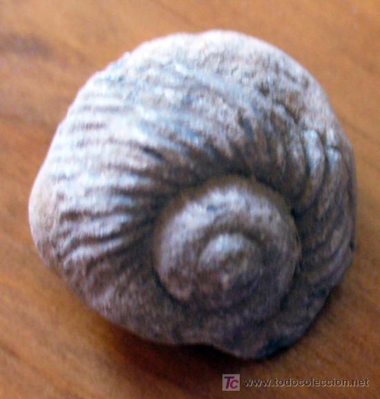 Coleccionismo de f&oacute;siles: fosil gasteropodo - Foto 2