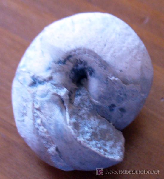 Coleccionismo de f&oacute;siles: fosil gasteropodo - Foto 3