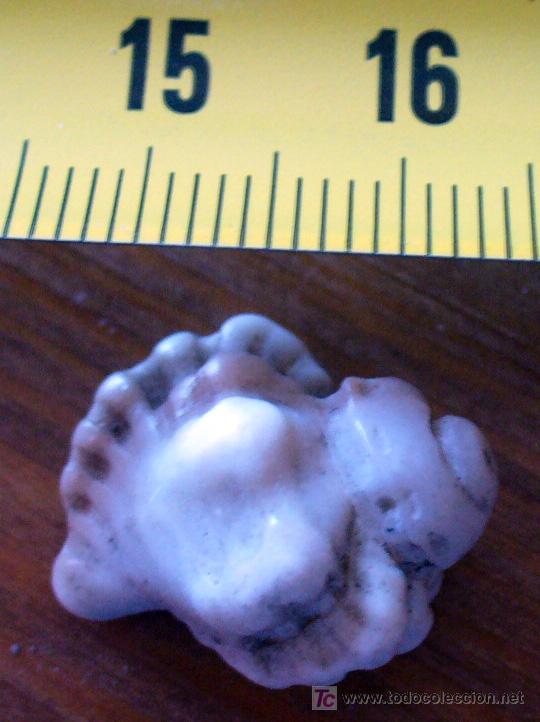 Coleccionismo de f&oacute;siles: fosil gasteropodo - Foto 2