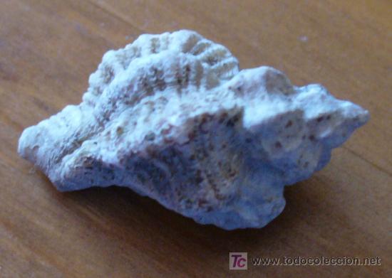 Coleccionismo de f&oacute;siles: fosil gasteropodo - Foto 2