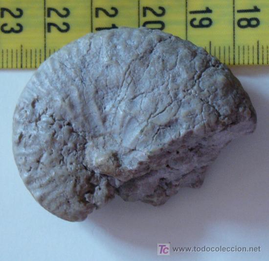 Coleccionismo de f&oacute;siles: FOSIL-AMONITES-5 CM - Foto 2