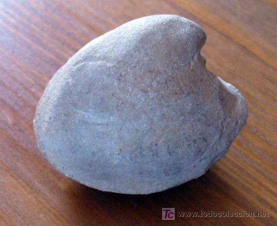 Coleccionismo de f&oacute;siles: FOSIL DE CYPRINA - Foto 4