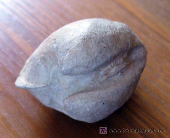 Coleccionismo de f&oacute;siles: FOSIL DE CYPRINA - Foto 3