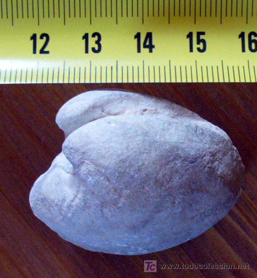Coleccionismo de f&oacute;siles: FOSIL DE CYPRINA - Foto 2