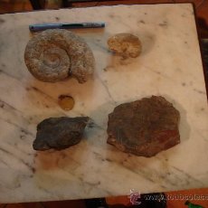 Coleccionismo de fósiles: LOTE DE FÓSIL AMONITE AMONITES (4). Lote 27346266